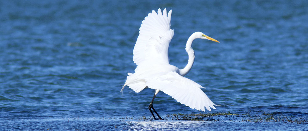 Wildlife to be found on the Cleddau River in Pembrokeshire